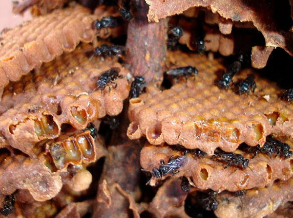 Banco de datos sobre la Biodiversidad