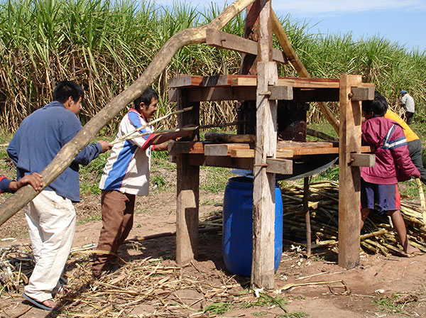 Diversificación y seguridad alimentaria